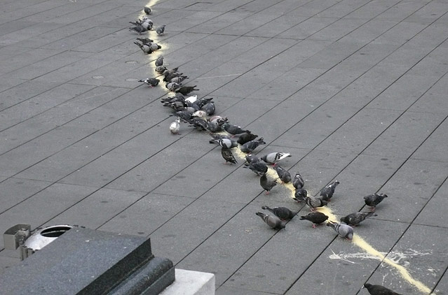 the myth of&nbsp;order