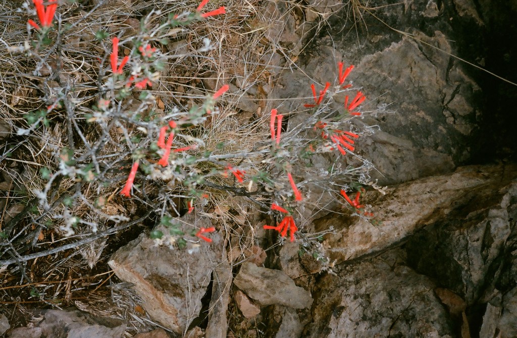 Welcome home lovebirds